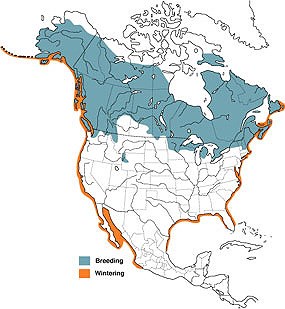 Distribution map for Common loons