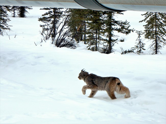 Lynx walking in snow under the Trans-Alaska Pipeline