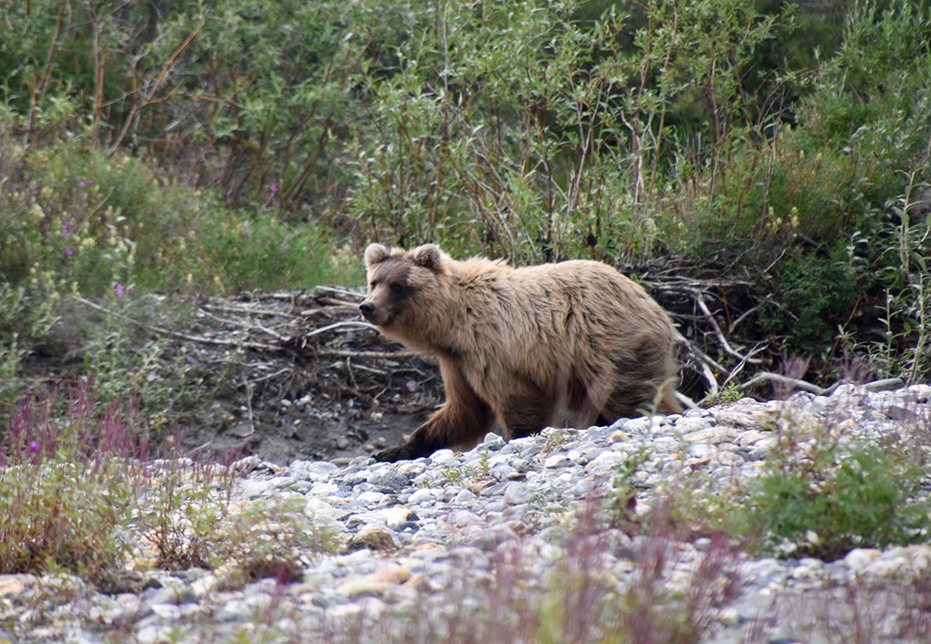 A brown bear walks along a gravel bar in Gates of the Arctic NPP.