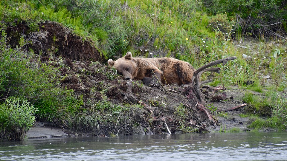 An image of a brown bear sleeping on top of a caribou carcass