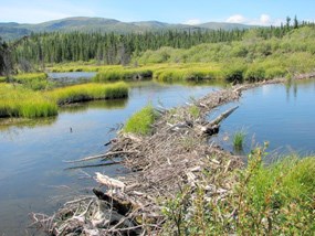 A stick and mud beaver dam holds back a calm pond.