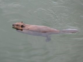A beaver seen clearly swimming in water.