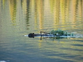 A beaver swims with a willow branch in its mouth.