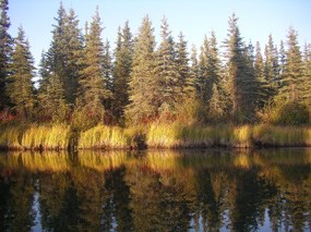 Beaver trails going through the lakeside sedges and grasses into the forest.