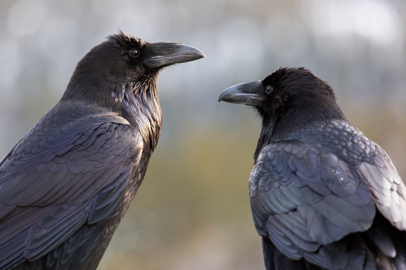 Pair of ebony common ravens