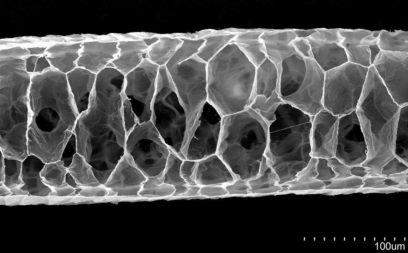 Caribou hair under a scanning electron microscope