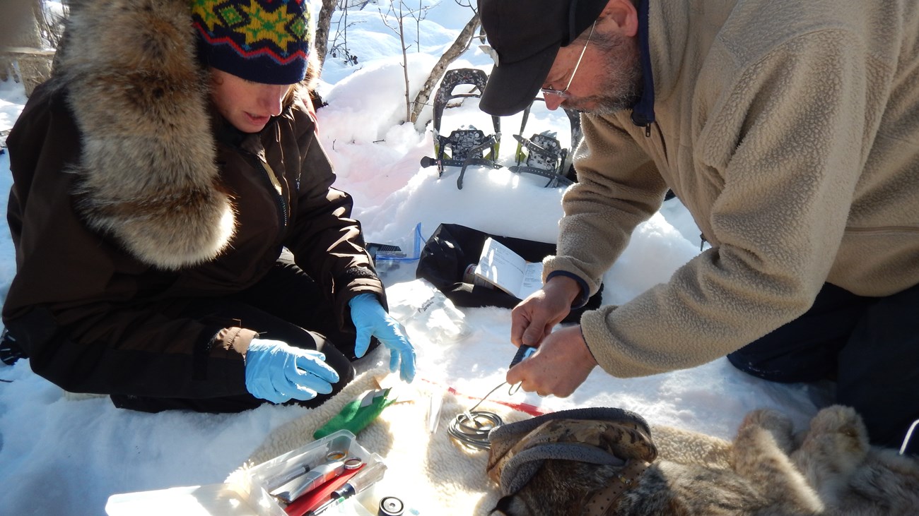 Lynx Project Principal Investigator Knut Kielland and graduate student Claire Montgomerie collect vital signs data from a tranquilized lynx.