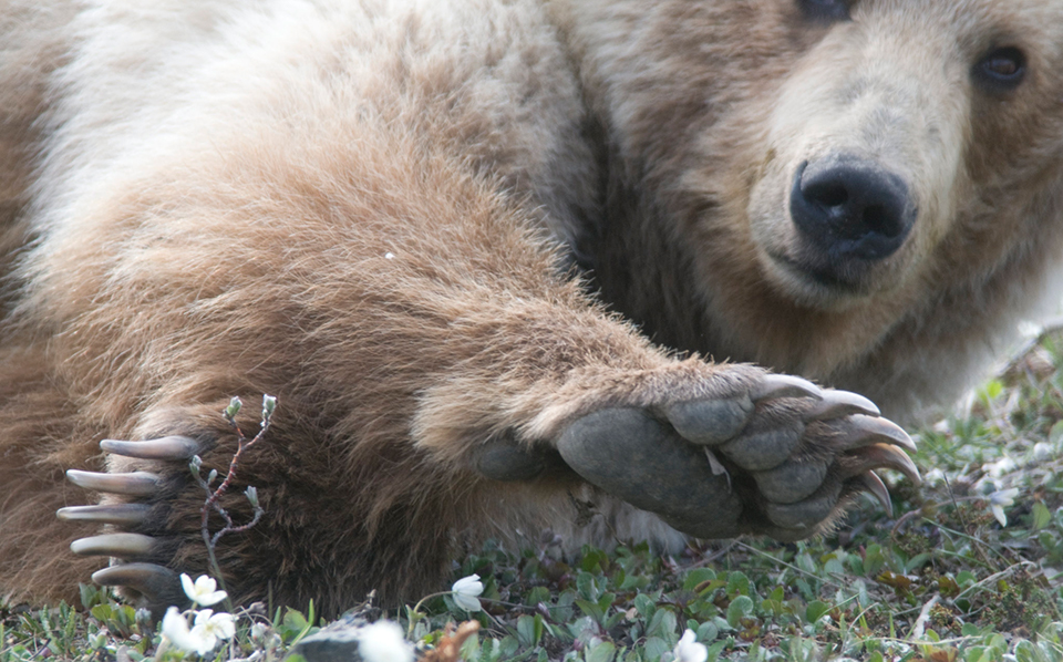 cute brown bear