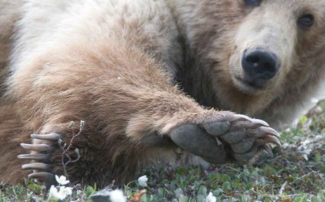 A close up image of a brown bear lying down that highlights its very long claws.