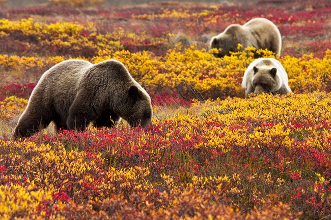 Brown bear mother and cubs in the red and gold foliage of fall on the tundra.
