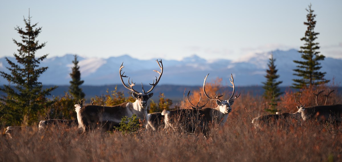 Caribou bulls in the Brooks Range