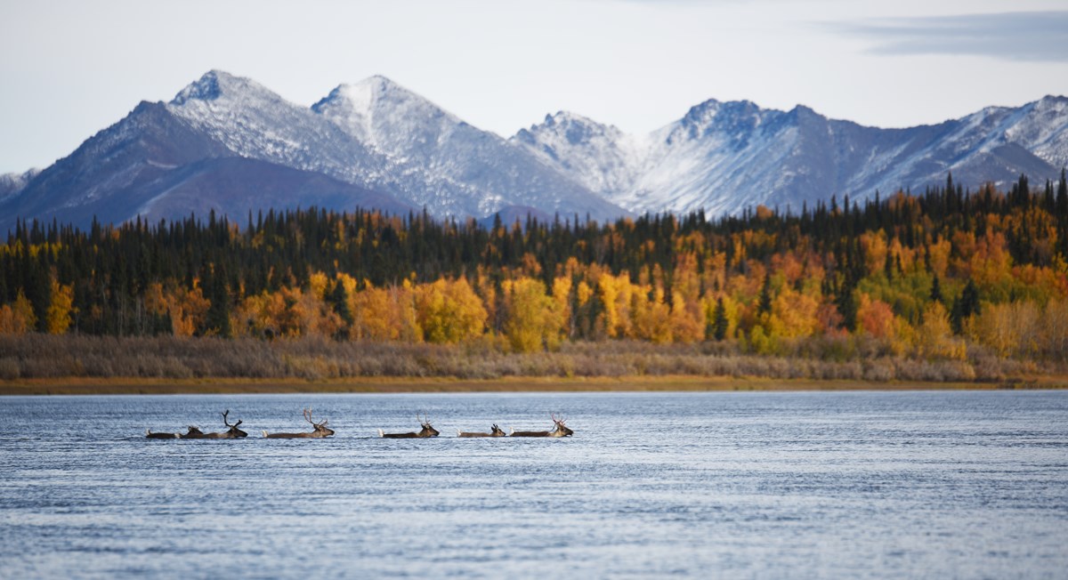 Caribou swimming across a river in the Brooks Range