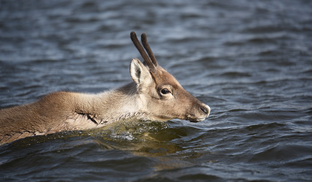 A caribou swimming