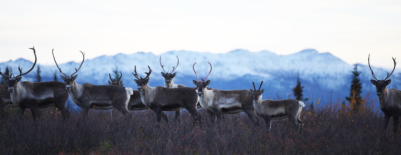 Caribou in the Brooks Range