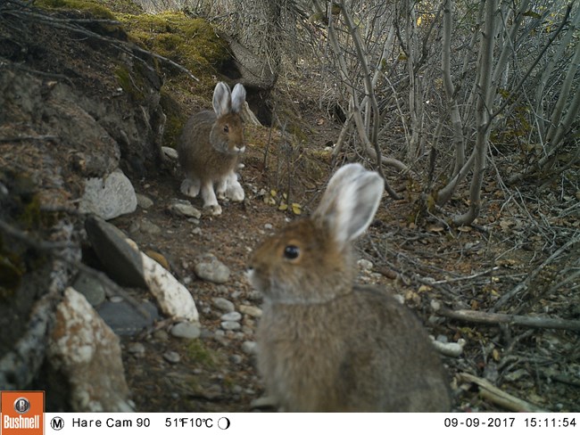 Two mostly brown snowshoe hares in spring