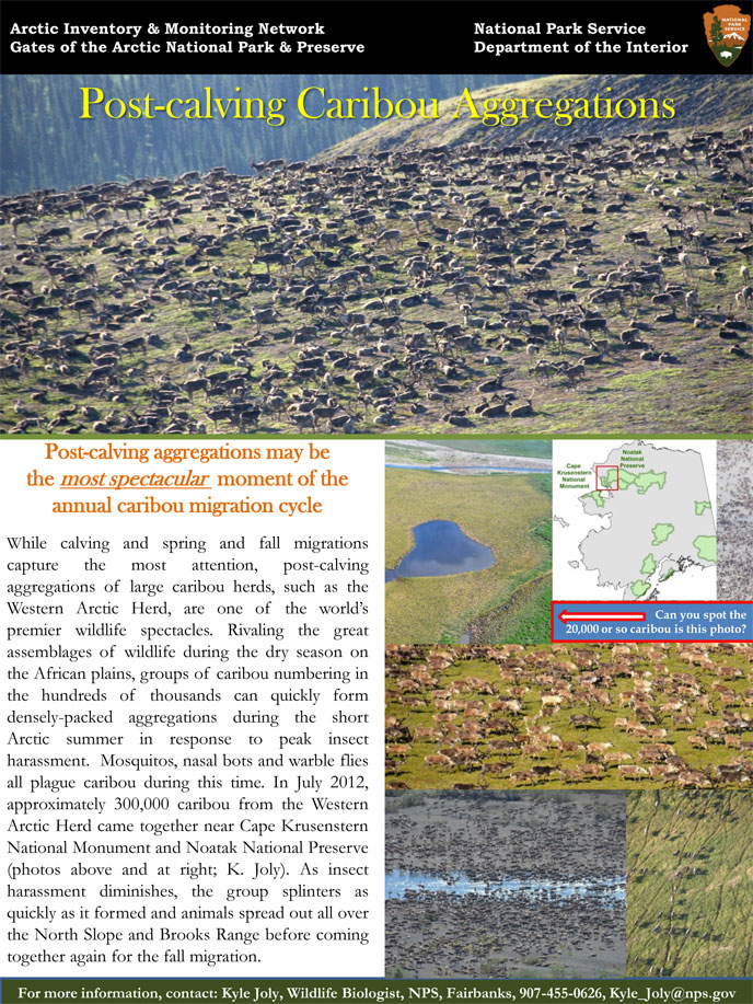 Caribou Aggregations