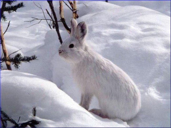 A snowshoe hare in winter