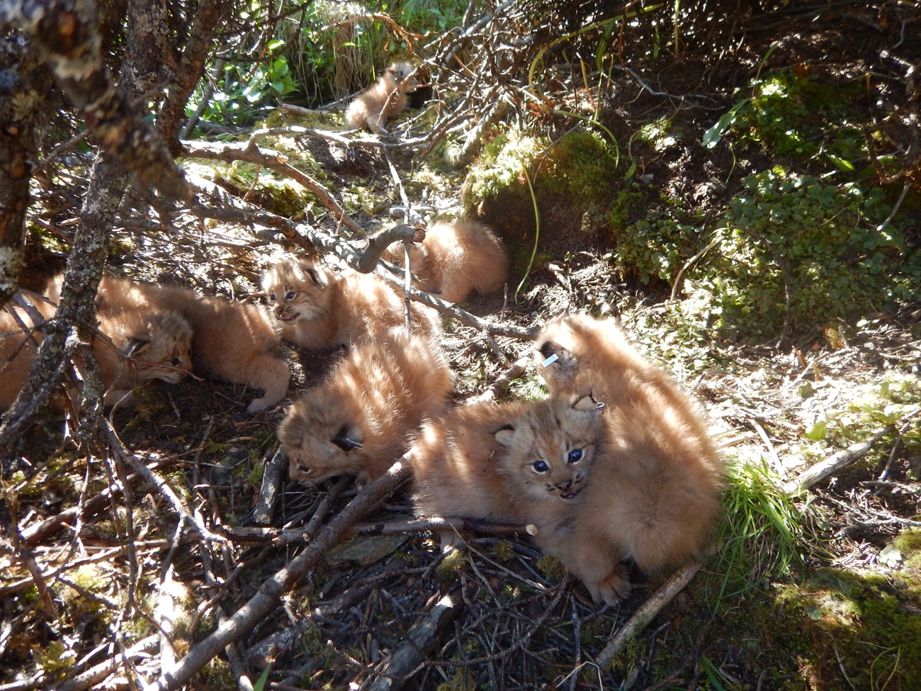 Eight lynx kittens in the forest