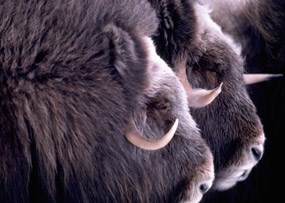 two muskox heads side by side ready to defend themselves and the herd.