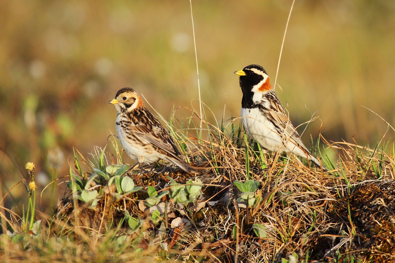 A pair of songbirds standing on the tundra. The male has a distinct black cap and throat with a rufous patch on the nape of the neck and a white breast. The female has similar rufous neck, more muted, and body is more mottled brown
