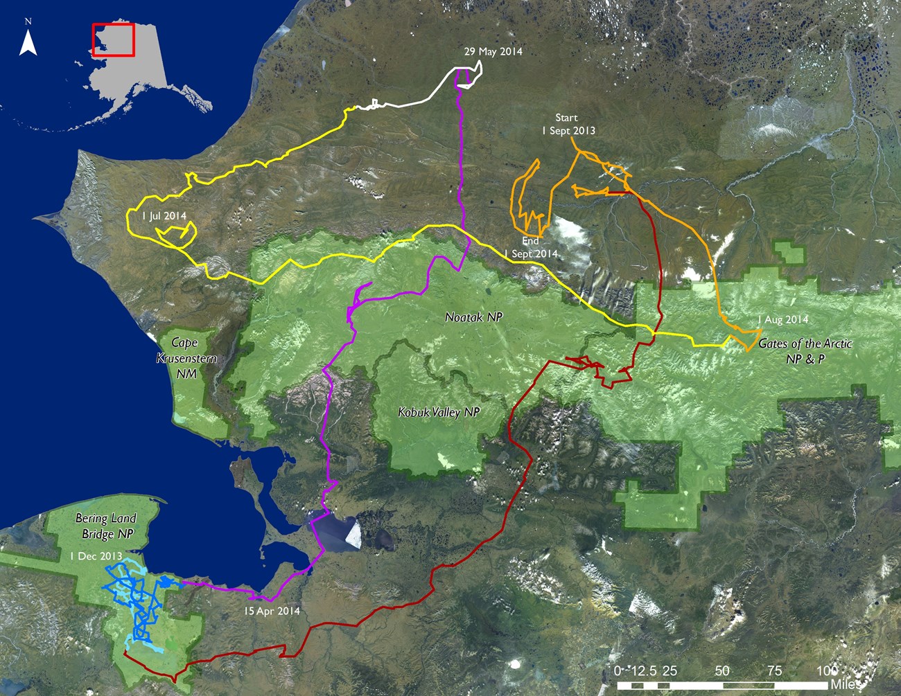 Map of the longest one year movement of a Western Arctic Caribou on record