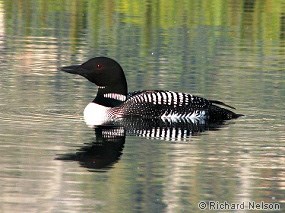 Common loon