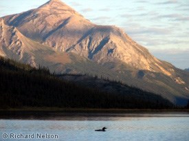 Common loon on a nesting lake in Gates of the Arctic National Park