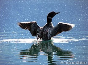 Loon taking off from lake