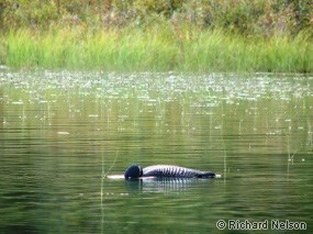 Loon searching for fish or other prey under water