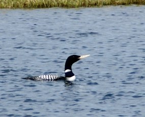 Yellow-billed loon