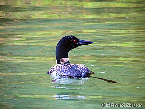 Common loon