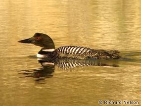 Adult common loon in summer plumage