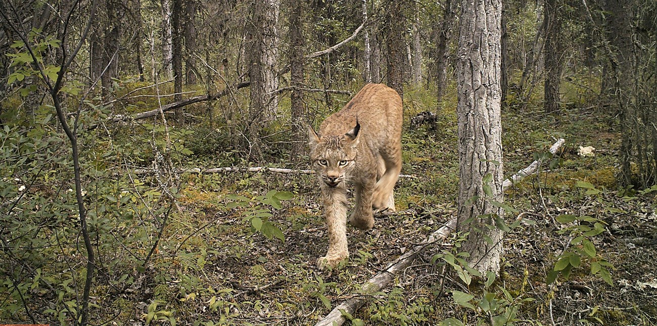 Lynx walking through the forest