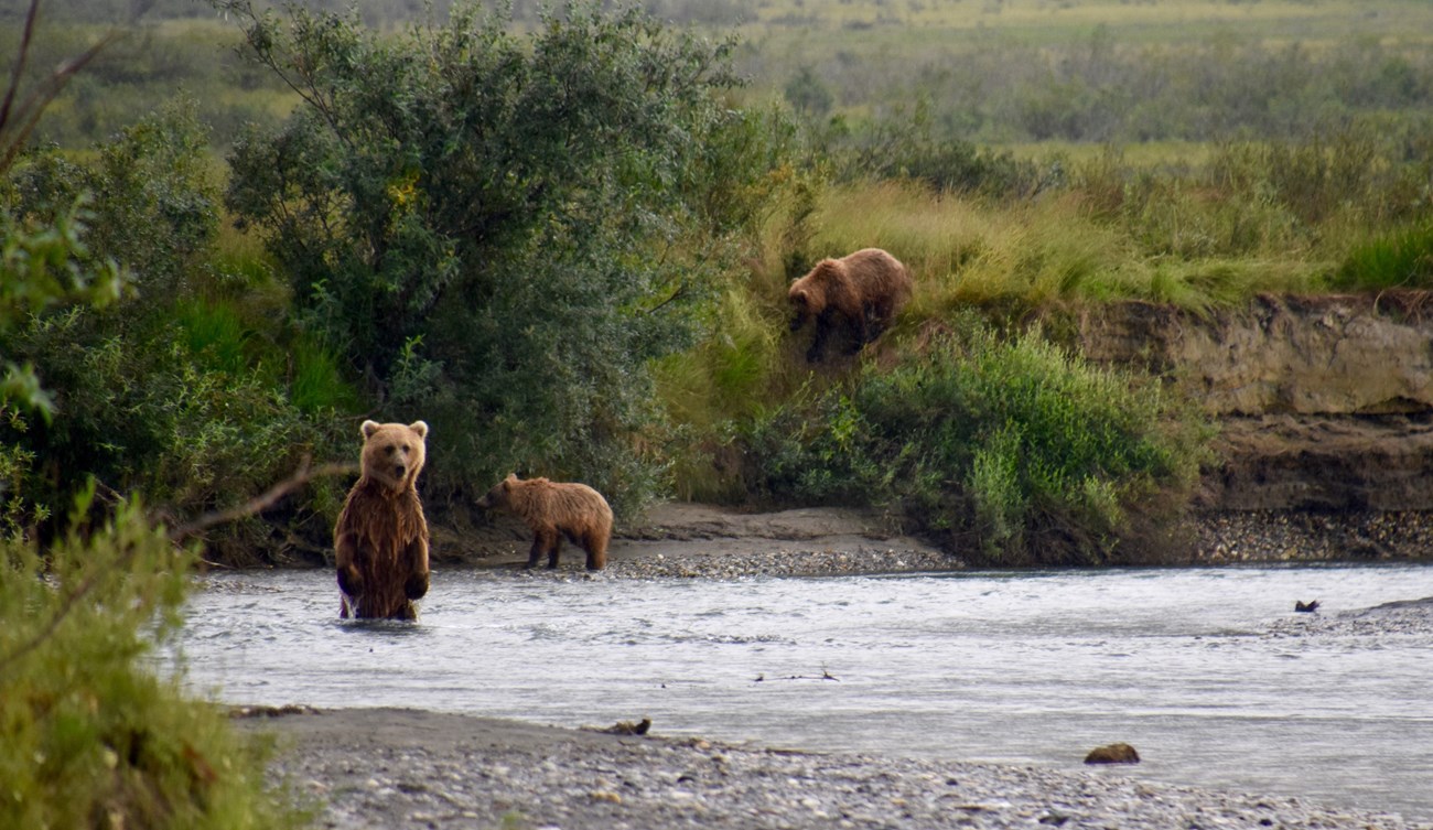 Mother sow and two cub grizzly bears along the Noatak River