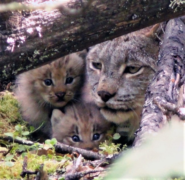 Mother lynx and two kittens peeking under a log