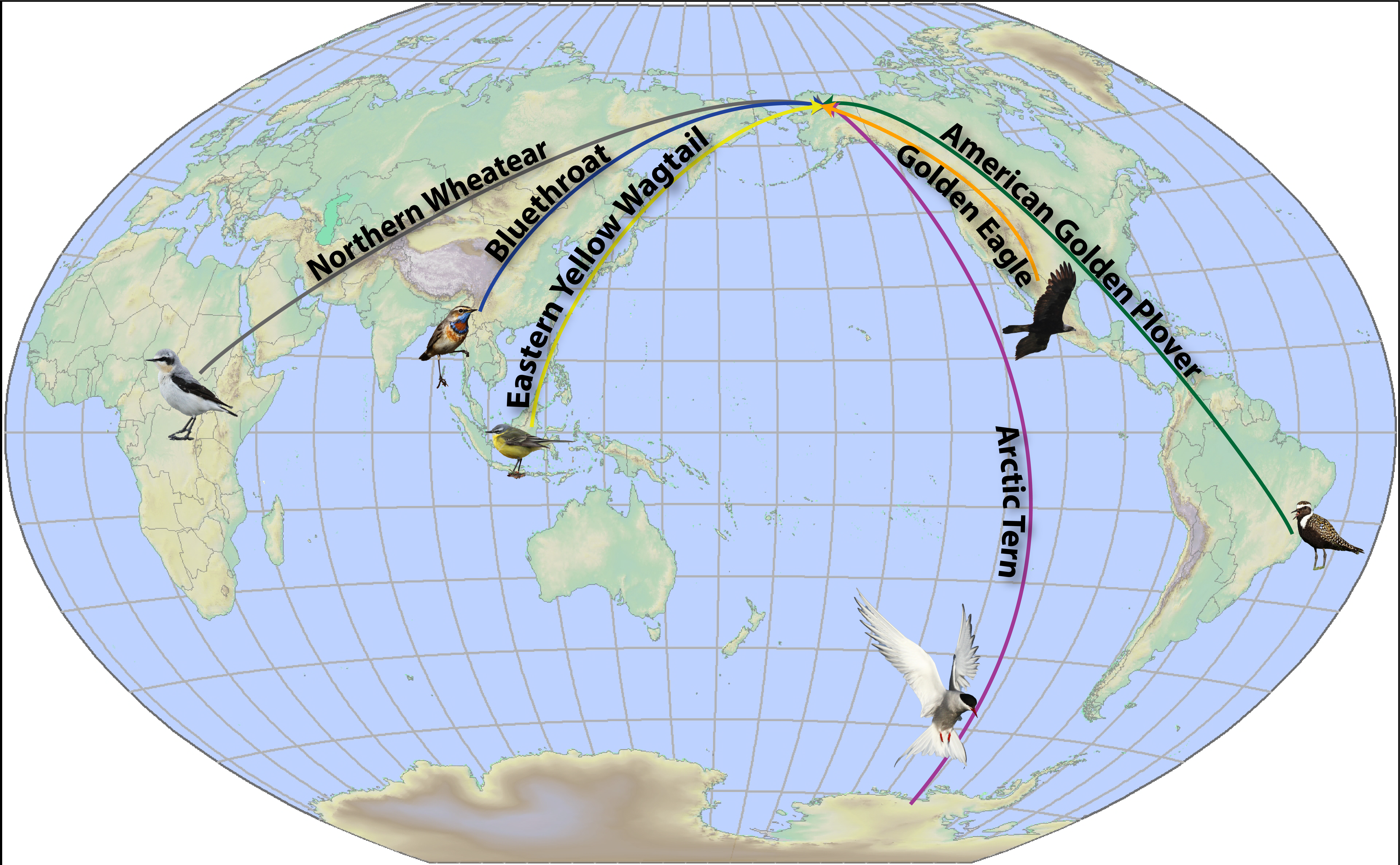 A map of the world showing spring migration routes to Gates of the Arctic  for Northern Wheatear from Sub-Saharan Africa, Bluethroat from Central Asia, Eastern Yellow Wagtail from South Asia, Arctic Tern from Antarctica, Golden Eagle from Mexico
