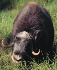 Muskox eating horsetails