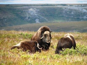 Muskoxen