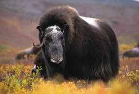 Old female muskox