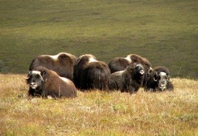 Muskoxen