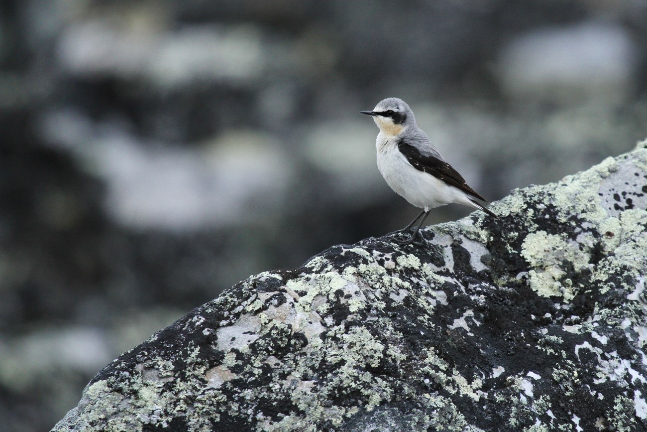 Northern Wheatear a small songbird with a gray head and back, a black eye band, black wings and white belly perched on a lichen covered rock
