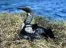 Pacific loon