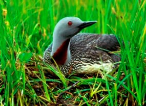 Red-throated loon