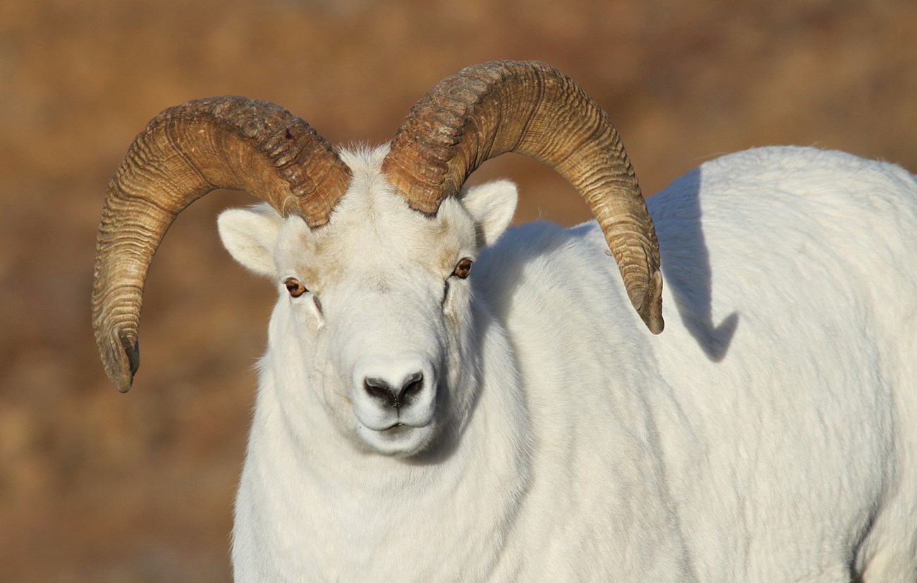Close-up of a Dall's sheep ram