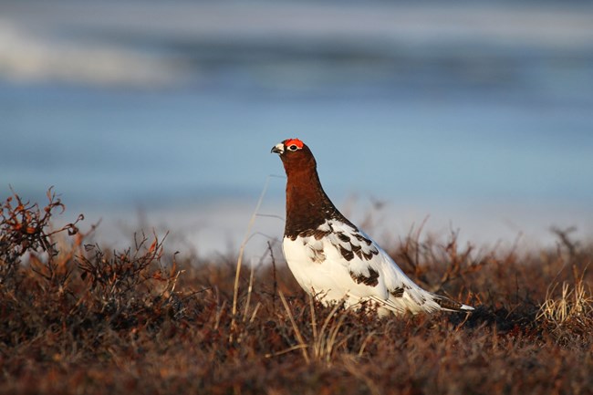 Willow Ptarmigan male after its spring molt before he acquires the all-brown plumage during his summer molt after courtship. In this image, the male’s head and neck are brown and his body is mostly white still some brown feathers on his wings.