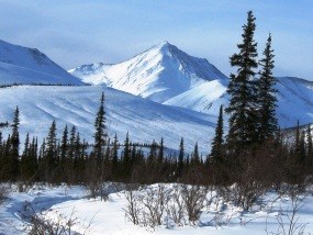 Boreal forest