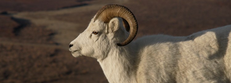 Dall's sheep Dall's sheep