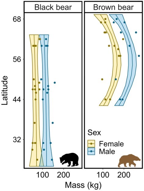 A graphic showing black and brown sizes. Brown bear size is greater around 55 degrees latitude.