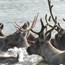 Caribou slide show