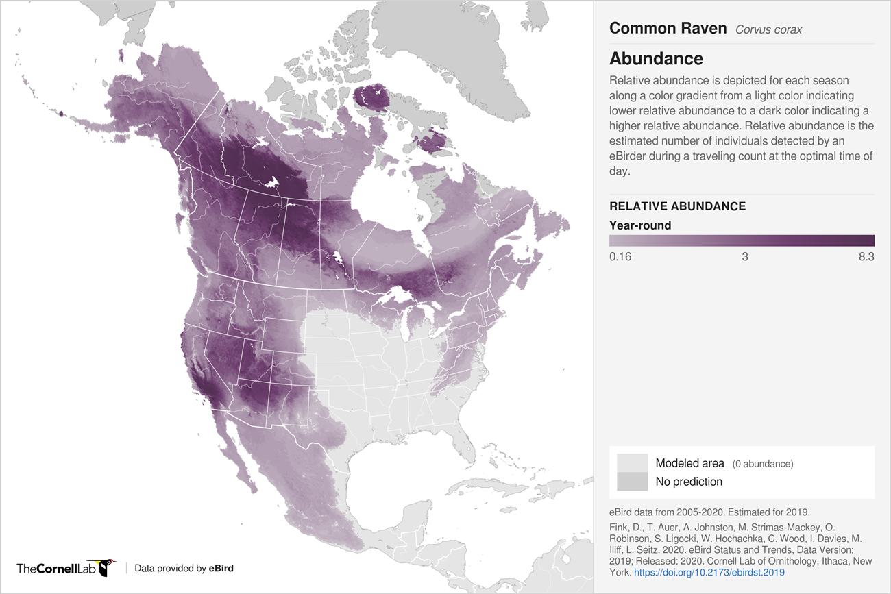 A map showing the abundance of common ravens in North America